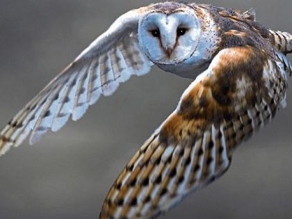 barn owl flying, journal of wild culture ©2021.jpg