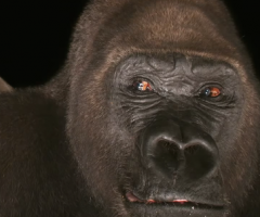 Apes in the night, Journal of the Wild Culture, ©2016