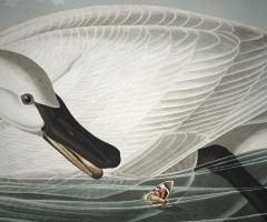 Trumpeter Swan, Audubon, journal of wildculture.com