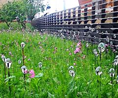 Wolfgang Buttress's meadow, Wild Culture, ©2015