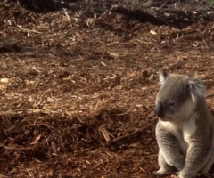 Koala in the clearcut forest