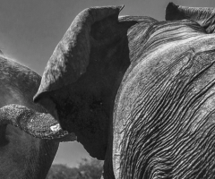 Elephant bulls, Wild Culture, ©2015