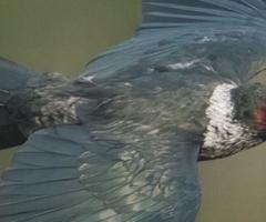 Lewis' Woodpecker_Birds of North America_journal of wild culture