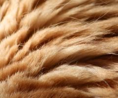 Cat fur