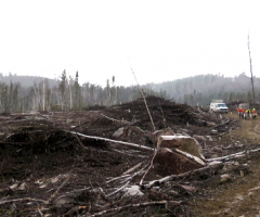 Six Million Trees, Journal of Wild Culture, ©2017 1488_0.png 