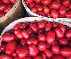 Roma tomato bushels, Wild Culture, Making Tomato Sauce, ©2014