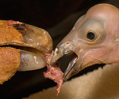 Wild Culture, California Condors, ©2014