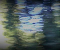 Forest blur