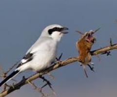 the shrike