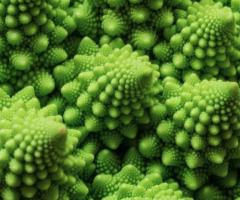 Fractals in nature_journal of wild culture ©2025