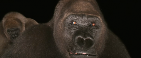 Apes in the night, Journal of the Wild Culture, ©2016