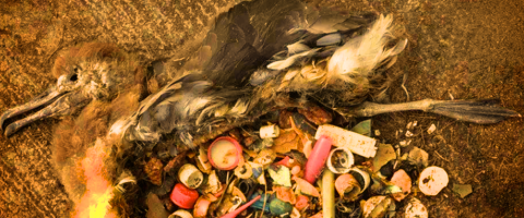 Bird stomach with trash, Wild Culture, ©2015