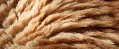 Cat fur