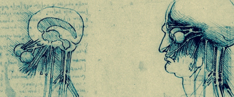 Leonardo Da Vinci's neuroscience drawings, journal of wild culture, ©2019