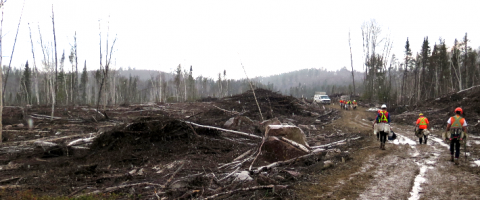 Six Million Trees, Journal of Wild Culture, ©2017 1488_0.png 