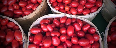 Roma tomato bushels, Wild Culture, Making Tomato Sauce, ©2014