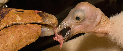 Wild Culture, California Condors, ©2014