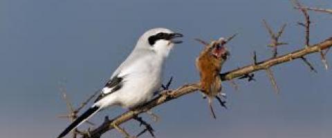 the shrike